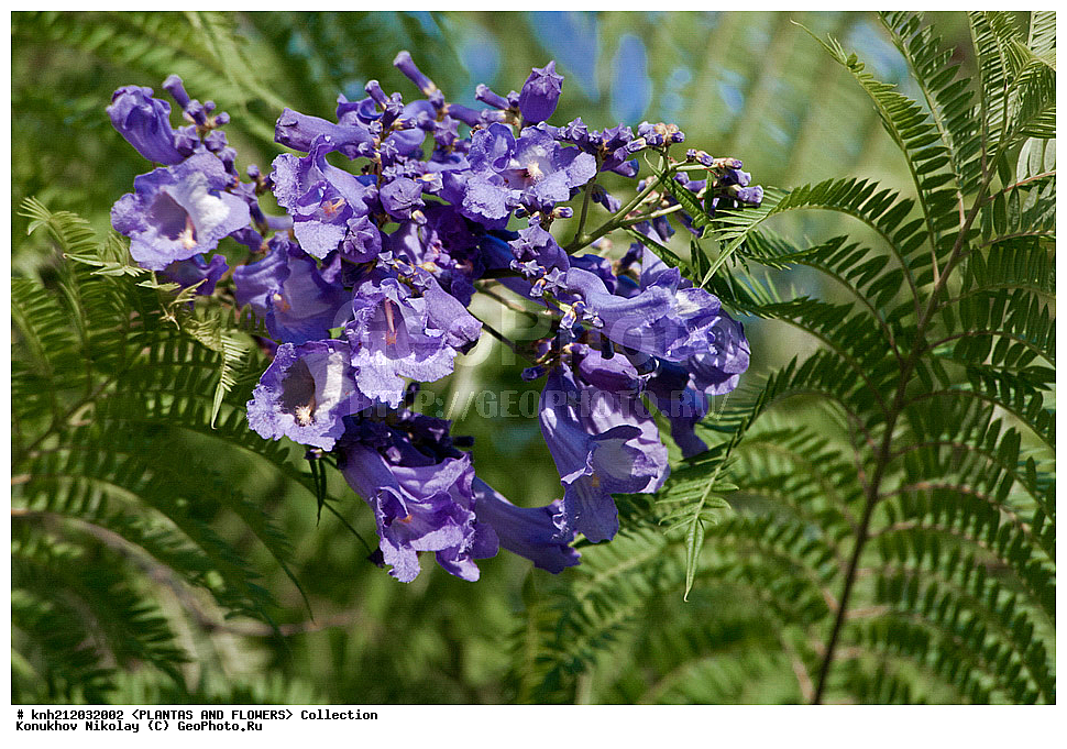 ��������� �������������, Jacaranda mimosifolia, ��������, �����, ������ ��������, ��������� ��������, ���������,  ����������� ��������, ���������� ��������,  ������, �����, ���-��������, ����������, ������������ ���, ������, ���������� �������������, ��������� ������, �����������, Bignoniaceae, DONE, XYZ