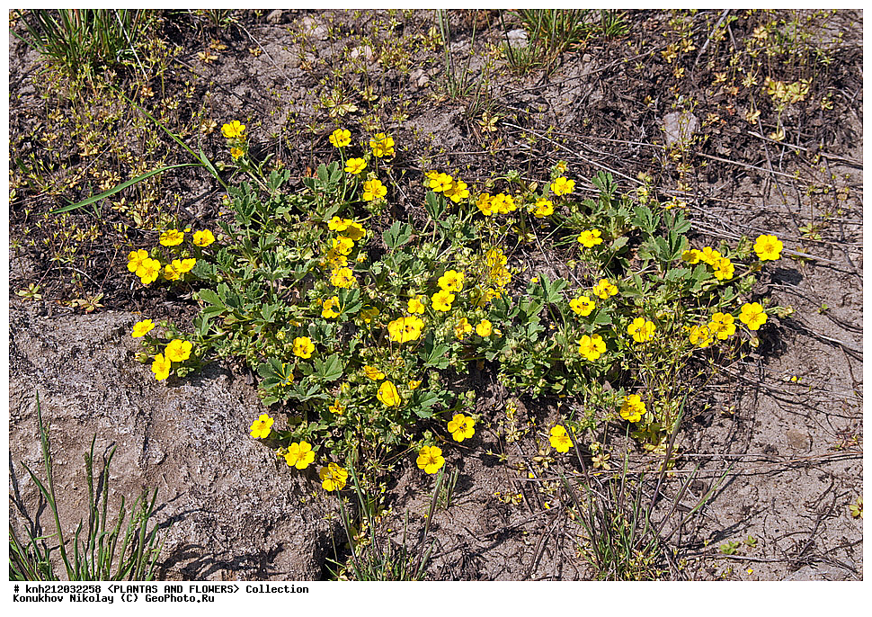 �������� ��������, Potentilla arenaria, ��������, �����, ������ ��������, ���������� ��������, ������������ ��������, ������, �����, ���������� �������, ��������� �-�, DONE, ������������, �������, �����������, Rosaceae, �������� ���������, �������� ����-�����, ����������, ������, XYZ