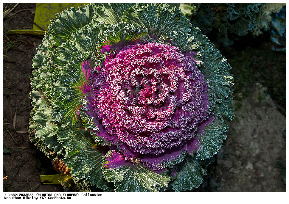 ������� ������������, Brassica oleracea var. acephala, ��������, �����, ������ ��������, ������� ��������, ������, �����, �����������, ���������, ����������, �������������, Brassicaceae, Cruciferae, DONE, ���������� �������, ������, XYZ, ����������� ������, ����������� ����������� �����