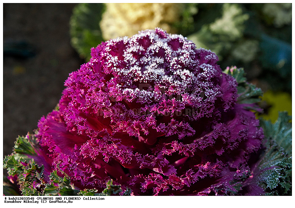 ������� ������������, Brassica oleracea var. acephala, ��������, �����, ������ ��������, ������� ��������, ������, �����, �����������, ���������, ����������, �������������, Brassicaceae, Cruciferae, DONE, ���������� �������, ������, XYZ, ����������� ������, ����������� ����������� �����