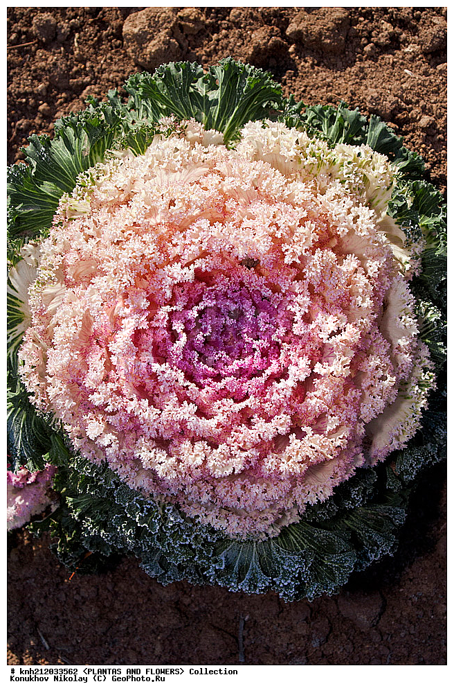 ������� ������������, Brassica oleracea var. acephala, ��������, �����, ������ ��������, ������� ��������, ������, �����, �����������, ���������, ����������, �������������, Brassicaceae, Cruciferae, DONE, ���������� �������, ������, XYZ, ����������� ������, ����������� ����������� �����