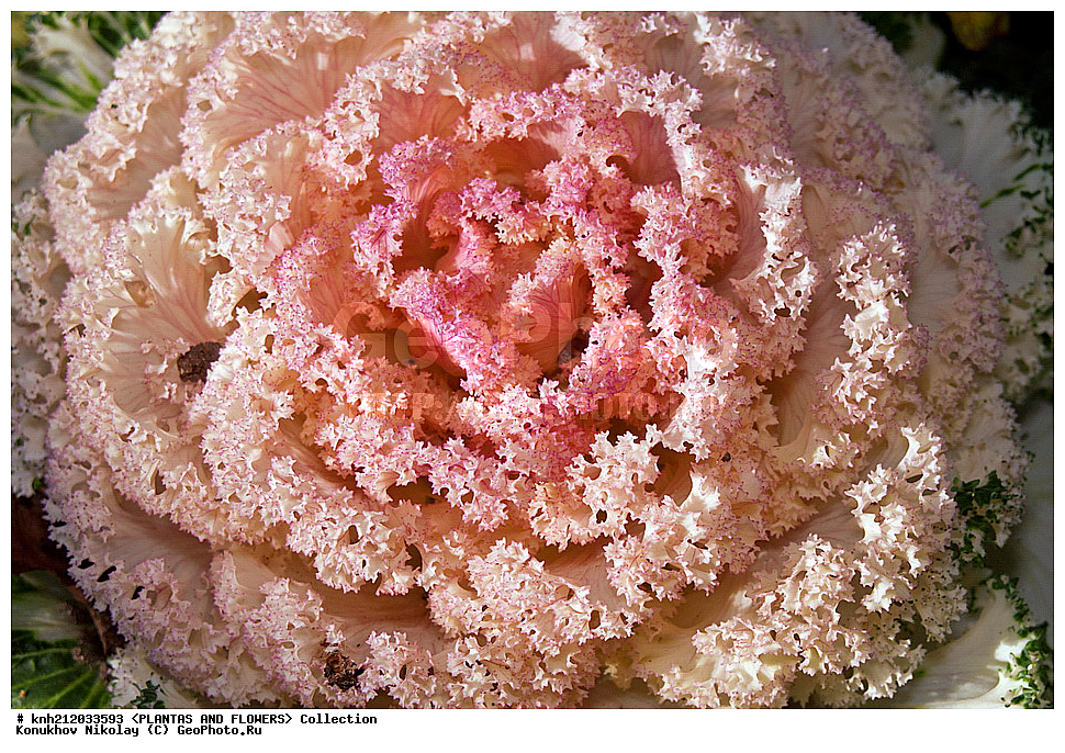 ������� ������������, Brassica oleracea var. acephala, ��������, �����, ������ ��������, ������� ��������, ������, �����, �����������, ���������, ����������, �������������, Brassicaceae, Cruciferae, DONE, ���������� �������, ������, XYZ, ����������� ������, ����������� ����������� �����