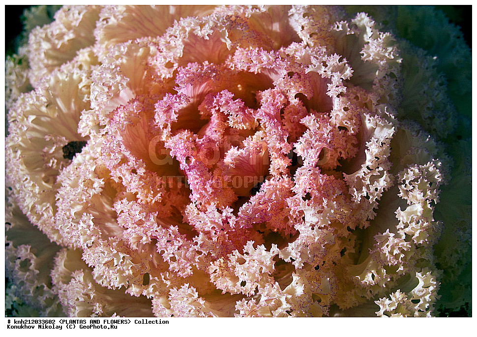 ������� ������������, Brassica oleracea var. acephala, ��������, �����, ������ ��������, ������� ��������, ������, �����, �����������, ���������, ����������, �������������, Brassicaceae, Cruciferae, DONE, ���������� �������, ������, XYZ, ����������� ������, ����������� ����������� �����