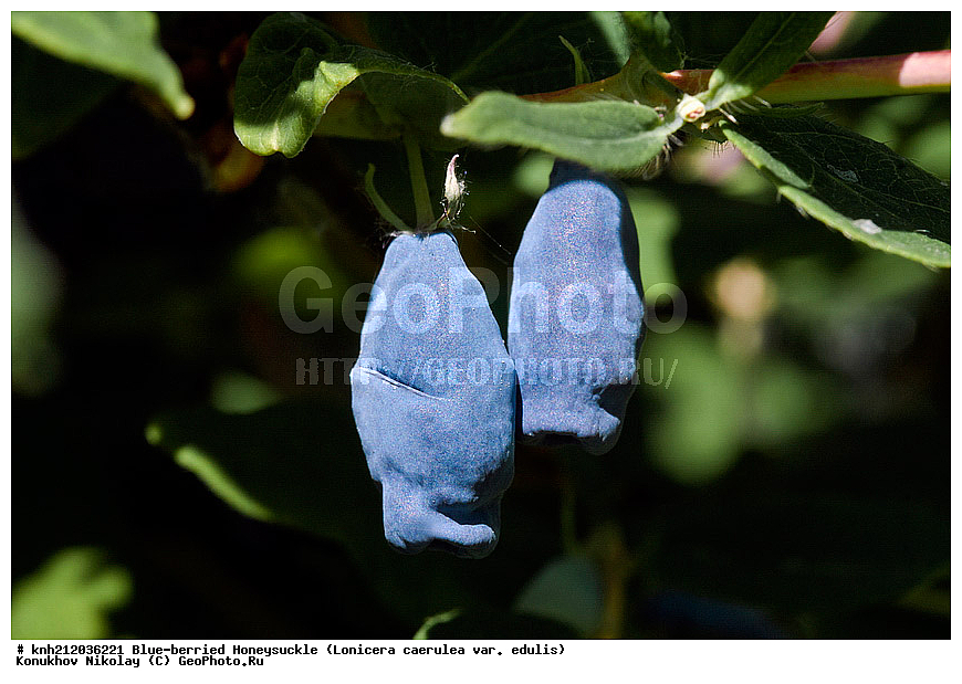 ��������� ���������, Lonicera caerulea var. edulis, �����������, ���, ����, �����������, ��������, �����, �������, �������������, ������ ��������, �����, ��������, ���������� ��������, ������� ��������, �����, �����, �����������, ������������, Caprifoliaceae, Lonicera caerulea, ��������� ���������, ��������� �������, DONE, ���������� �������, ������, XYZ, ����������� ������, ����������� ����������� �����