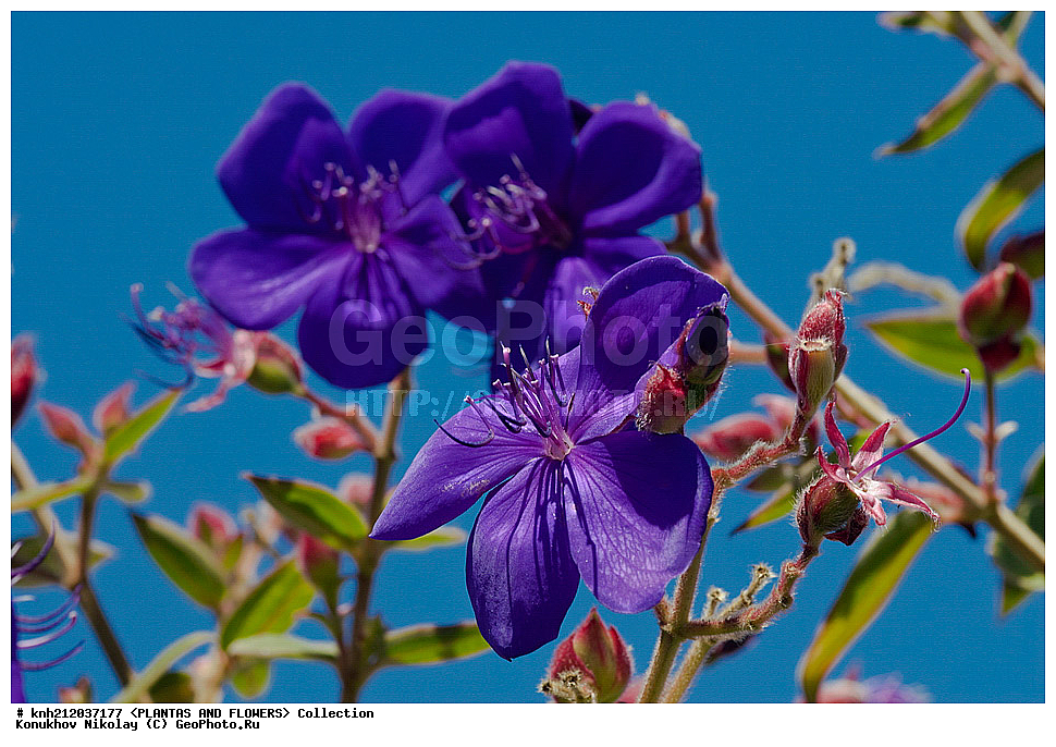 �������� ������, Tibouchina urvilleana, ��������, �����, ������ ��������, ��������� ��������, ���������,  ����������� ��������, ���������� ��������,  ������, �����, ���-��������, ����������, ������������ ���, ������, DONE, ������������, Melastomataceae, XYZ
