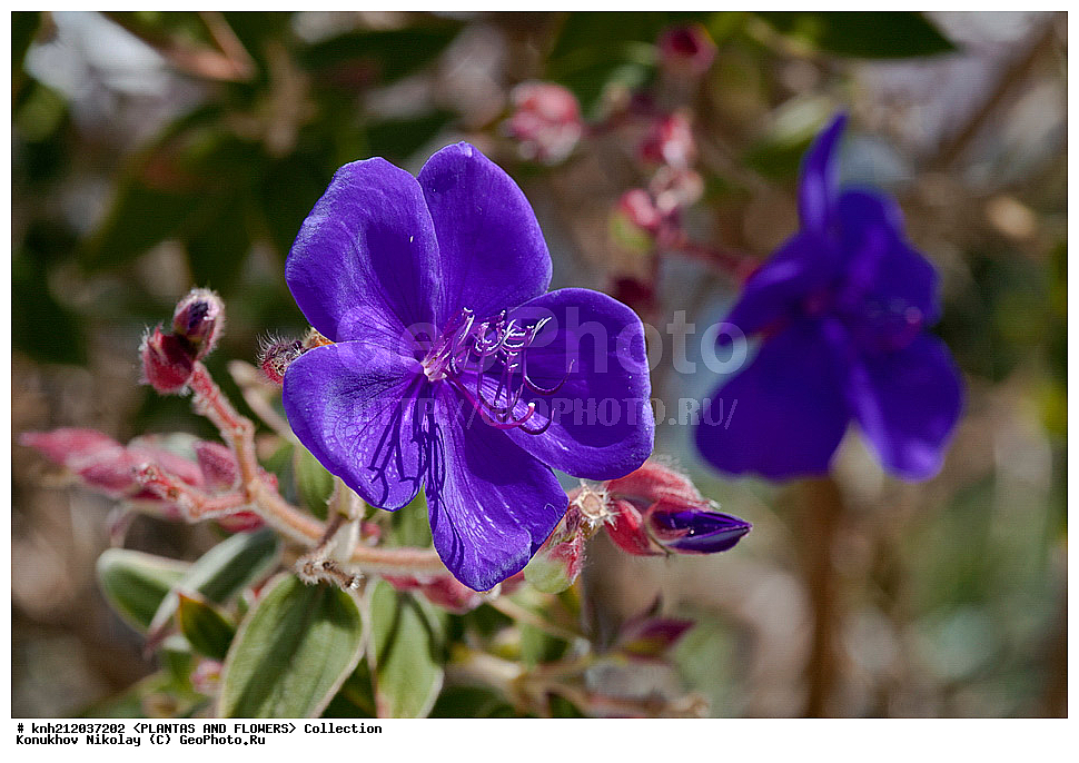 �������� ������, Tibouchina urvilleana, ��������, �����, ������ ��������, ��������� ��������, ���������,  ����������� ��������, ���������� ��������,  ������, �����, ���-��������, ����������, ������������ ���, ������, DONE, ������������, Melastomataceae, XYZ