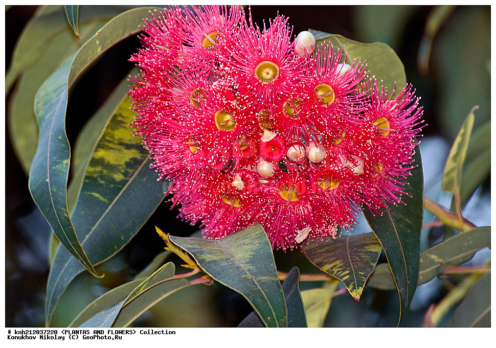 �������� �����������, Corymbia ficifolia = Eucalyptus ficifolia, ��������, �����, ������ ��������, ��������� ��������, ���������,  ����������� ��������, ���������� ��������,  ������, �����, ���-��������, ����������, ������������ ���, ������, DONE, ��������, Myrtaceae, XYZ