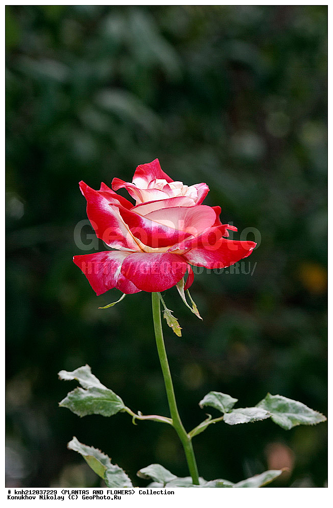 ����, Rosa sp., ��������, �����, ������ ��������, ������ ��������, �����, ��������,  ���������� ��������, ������� ��������, ������, �����, �����������, DONE, ������������, �������, �����������, Rosaceae, ���������� �������, ������, ���������, �����, ����������, ������������ ��������, ������������ ��������, ������������, ������������, ������������, �����������, XYZ, ����������� ������, ����������� ����������� �����