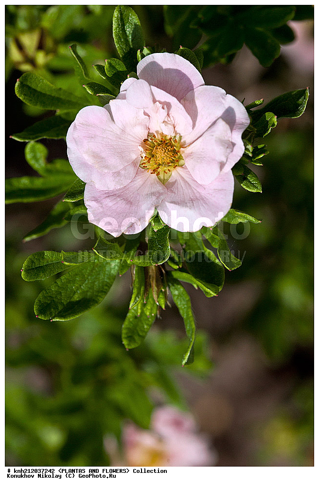 �������� ������������� , ���������� ���, Potentilla fruticosa, ��������, �����, ������ ��������, ���������� ��������, ������� ��������, ������, �����, �����������, �������� �������������, ����������� �������������, ���������� ��� �������������, Dasiphora fruticosa, Pentaphylloides fruticosa, ������������, �������, �����������, Rosaceae, DONE, ���������� �������, ����������� �������������, ���������� ��� �������������, ��������� �������������, ������������� �������������, �������� �������������, ���������� ���, Potentilla fruticosa, Dasiphora fruticosa, Pentaphylloides fruticosa, ������, XYZ, ����������� ������, ����������� ����������� �����, Pentaphylloides fruticosa, Potentilla floribunda, Potentilla fruticosa ssp. floribunda, �������� �������������, �������� ���������, ��������� �������������, ������������� �������������, ��������� ���, ���������� ���, ���������� ���, ������� 