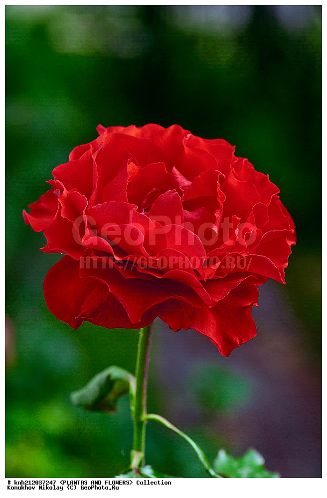 ����, Rosa sp., ��������, �����, ������ ��������, ������ ��������, �����, ��������,  ���������� ��������, ������� ��������, ������, �����, �����������, DONE, ������������, �������, �����������, Rosaceae, ���������� �������, ������, ���������, �����, ����������, ������������ ��������, ������������ ��������, ������������, ������������, ������������, �����������, XYZ, ����������� ������, ����������� ����������� �����