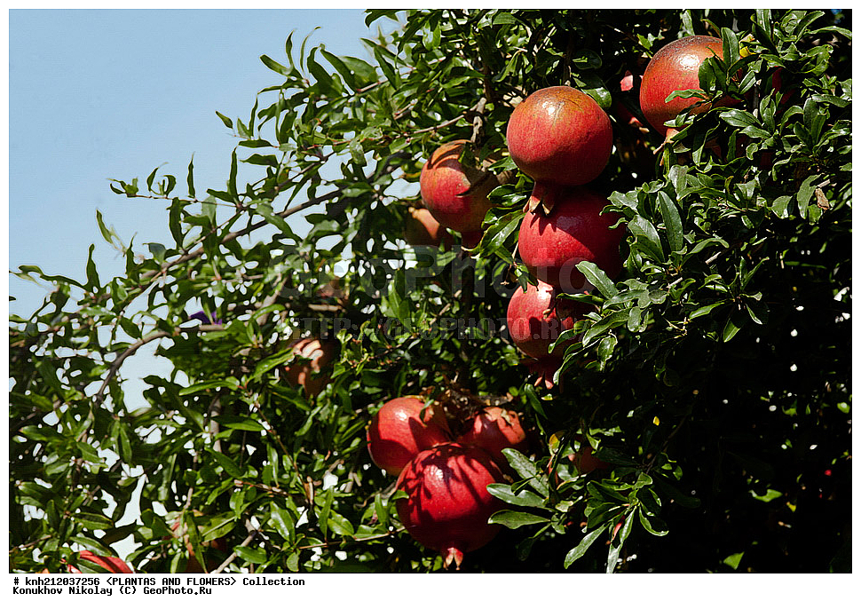 ������ ������������ , ���������� ������, Punica granatum, ��������, �����, ������ ��������, ��������� ��������, ���������,  ����������� ��������, ���������� ��������,  ������, �����, ���-��������, ����������, ������������ ���, ������, �������������, Lythraceae, DONE, �����, ������, ����, �����, XYZ