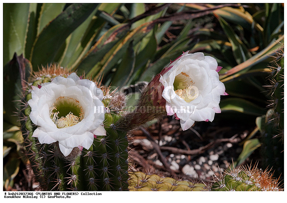 ���������, Echinopsis sp., ��������, �����, ������ ��������, ��������� ��������, ���������,  ����������� ��������, ���������� ��������,  ������, �����, ���-��������, ����������, ������������ ���, ������, DONE, ����������, �������, Cactaceae, XYZ