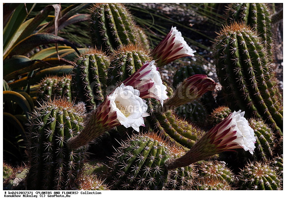 ���������, Echinopsis sp., ��������, �����, ������ ��������, ��������� ��������, ���������,  ����������� ��������, ���������� ��������,  ������, �����, ���-��������, ����������, ������������ ���, ������, DONE, ����������, �������, Cactaceae, XYZ