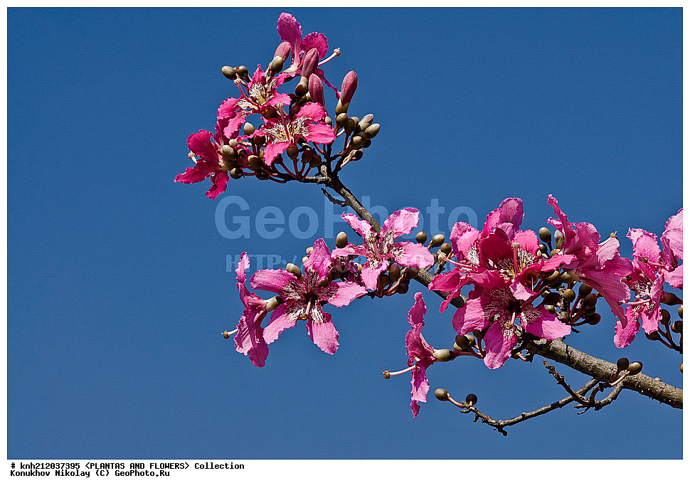 ������ �������� , ������� ������������, Chorisia speciosa, ��������, �����, ������ ��������, ���������� ��������, ������� ��������, ������, �����, ������������ ���, ������, ���-��������, ���������, Malvaceae, Ceiba speciosa, DONE, XYZ