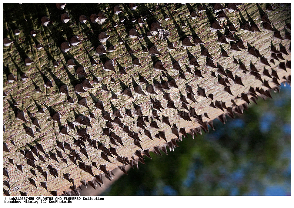 ������ �������� , ������� ������������, Chorisia speciosa, ��������, �����, ������ ��������, ���������� ��������, ������� ��������, ������, �����, ������������ ���, ������, ���-��������, ���������, Malvaceae, Ceiba speciosa, DONE, XYZ