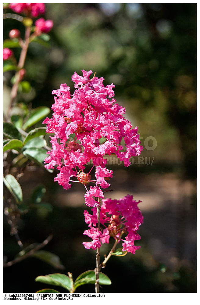 ����������� ��������� , ��������� ������, Lagerstroemia indica, ��������, �����, ������ ��������, ��������� ��������, ���������,  ����������� ��������, ���������� ��������,  ������, �����, ���-��������, ����������, ������������ ���, ������, �������������, Lythraceae, DONE, XYZ