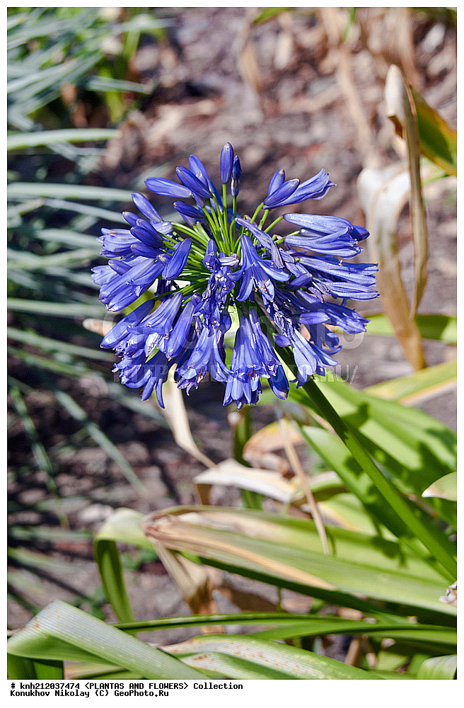 ��������c, Agapantus sp., ��������, �����, ������ ��������, ��������� ��������,  ����������� ��������, ���������� ��������,  ������, �����, ���-��������, ����������, ������������ ���, ������, ��������c, DONE, �����������, Agapanthaceae, XYZ