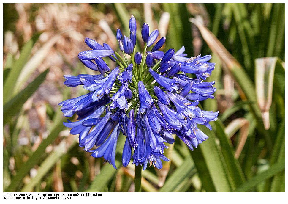 ��������c, Agapantus sp., ��������, �����, ������ ��������, ��������� ��������,  ����������� ��������, ���������� ��������,  ������, �����, ���-��������, ����������, ������������ ���, ������, ��������c, DONE, �����������, Agapanthaceae, XYZ
