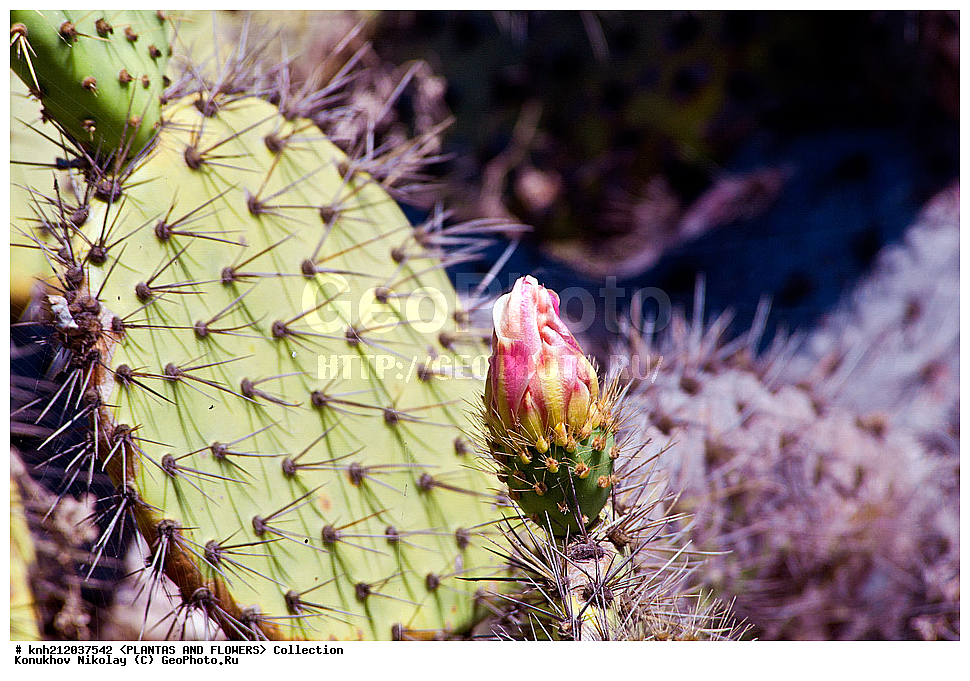 ������� ����������, Opuntia littoralis, ��������, �����, ������ ��������, ��������� ��������, ���������,  ����������� ��������, ���������� ��������,  ������, �����, ���-��������, ����������, DONE, ����������, �������, Cactaceae, ������������ ��������, XYZ