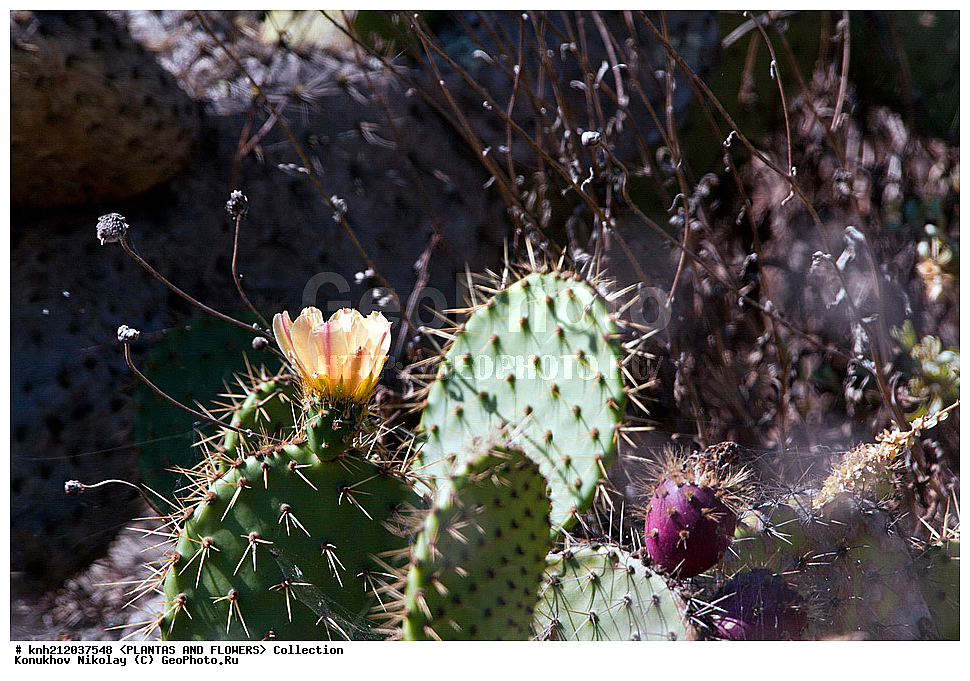������� ����������, Opuntia littoralis, ��������, �����, ������ ��������, ��������� ��������, ���������,  ����������� ��������, ���������� ��������,  ������, �����, ���-��������, ����������, DONE, ����������, �������, Cactaceae, ������������ ��������, XYZ