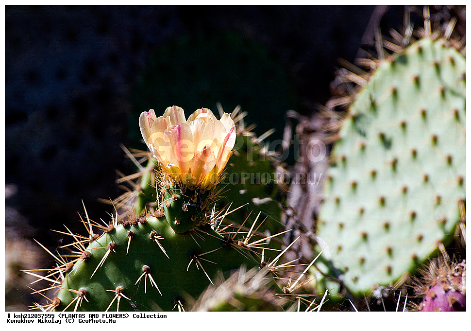 ������� ����������, Opuntia littoralis, ��������, �����, ������ ��������, ��������� ��������, ���������,  ����������� ��������, ���������� ��������,  ������, �����, ���-��������, ����������, DONE, ����������, �������, Cactaceae, ������������ ��������, XYZ