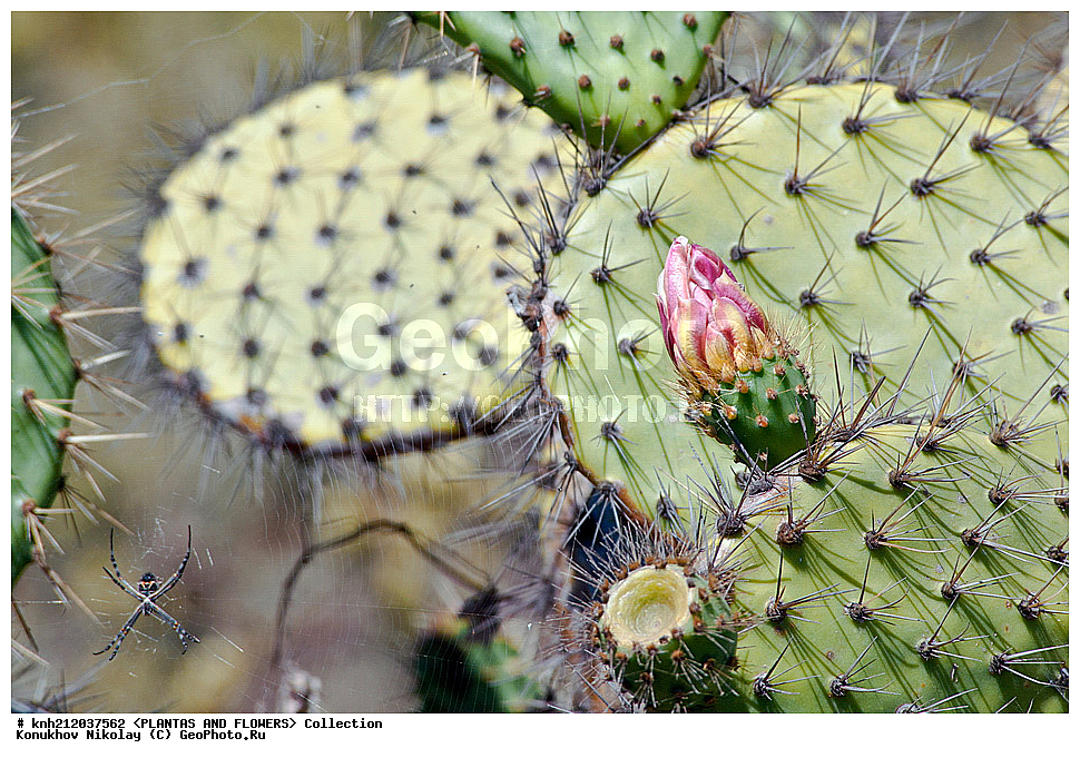 ������� ����������, Opuntia littoralis, ��������, �����, ������ ��������, ��������� ��������, ���������,  ����������� ��������, ���������� ��������,  ������, �����, ���-��������, ����������, DONE, ����������, �������, Cactaceae, ������������ ��������, XYZ