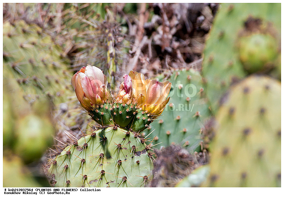 ������� ����������, Opuntia littoralis, ��������, �����, ������ ��������, ��������� ��������, ���������,  ����������� ��������, ���������� ��������,  ������, �����, ���-��������, ����������, DONE, ����������, �������, Cactaceae, ������������ ��������, XYZ