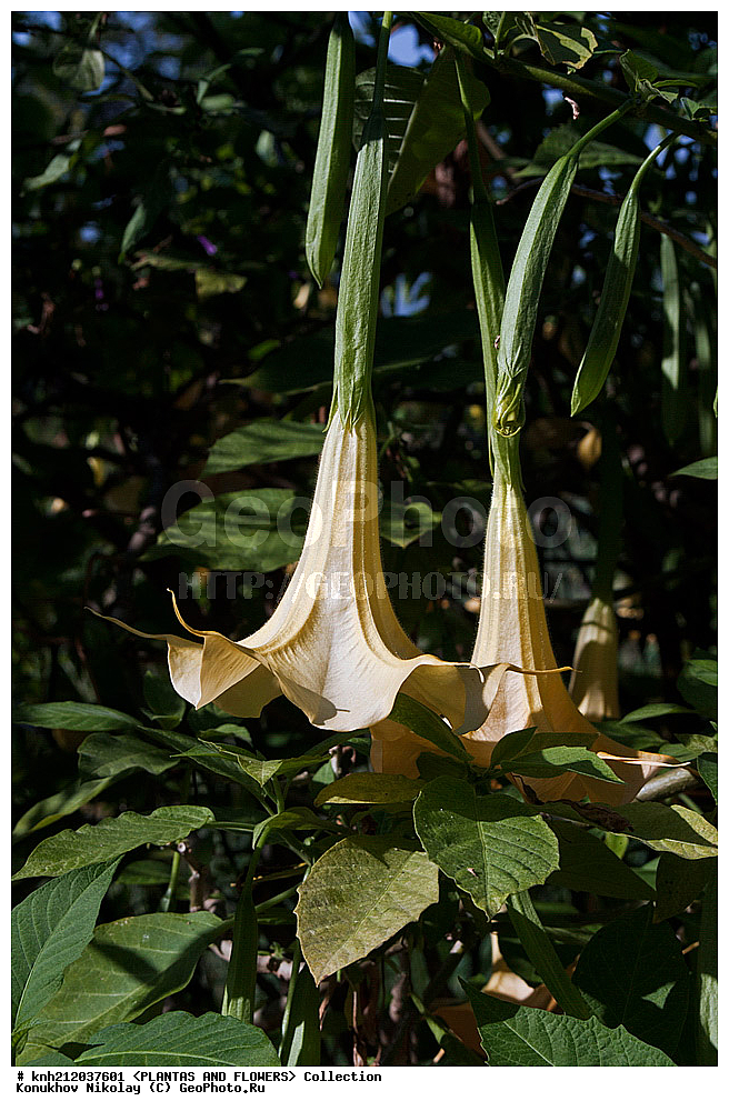 ������ ��������,�����������, Datura arborea, ��������, �����, ������ ��������, ��������� ��������, ���������,  ����������� ��������, ���������� ��������,  ������, �����, ���-��������, ����������, ������������ ���, ������, ������ �����������, ���������, Solanaceae, DONE, XYZ