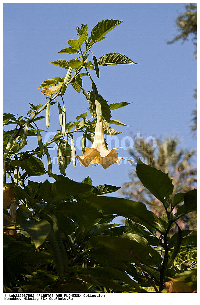������ ��������,�����������, Datura arborea, ��������, �����, ������ ��������, ��������� ��������, ���������,  ����������� ��������, ���������� ��������,  ������, �����, ���-��������, ����������, ������������ ���, ������, ������ �����������, ���������, Solanaceae, DONE, XYZ