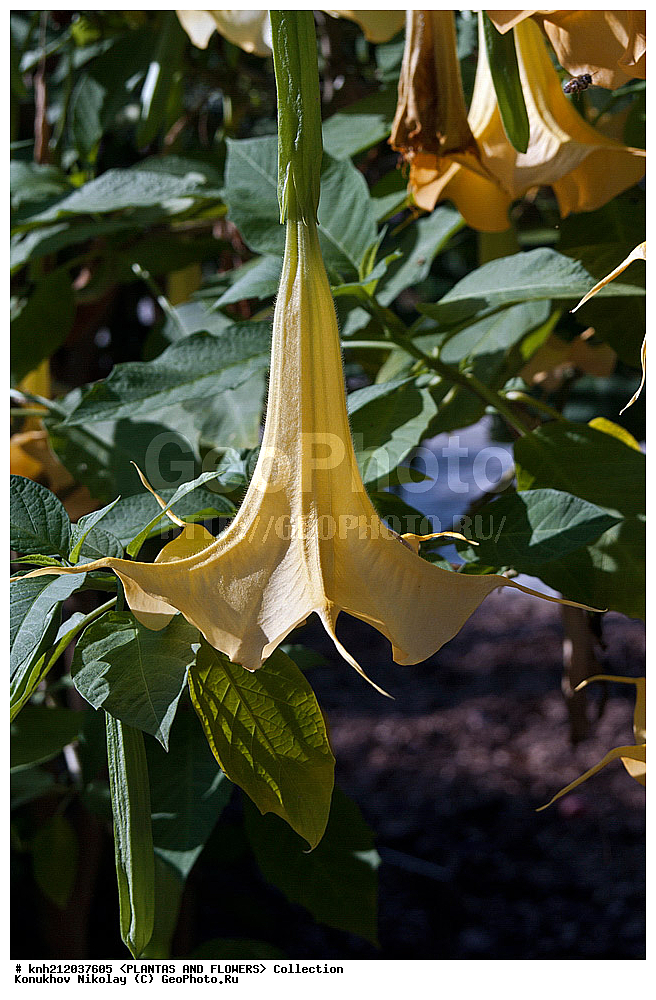 ������ ��������,�����������, Datura arborea, ��������, �����, ������ ��������, ��������� ��������, ���������,  ����������� ��������, ���������� ��������,  ������, �����, ���-��������, ����������, ������������ ���, ������, ������ �����������, ���������, Solanaceae, DONE, XYZ
