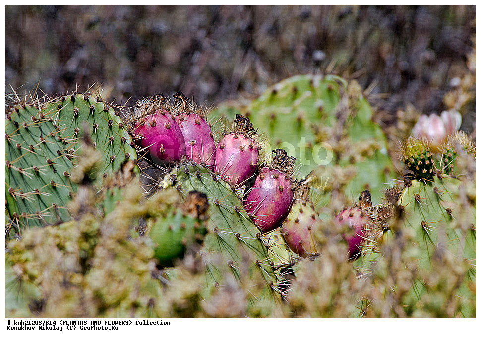 ������� ����������, Opuntia littoralis, ��������, �����, ������ ��������, ��������� ��������, ���������,  ����������� ��������, ���������� ��������,  ������, �����, ���-��������, ����������, DONE, ����������, �������, Cactaceae, ������������ ��������, XYZ