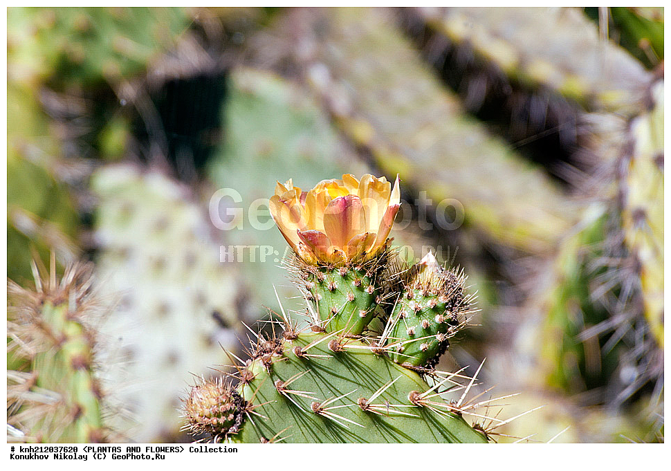 ������� ����������, Opuntia littoralis, ��������, �����, ������ ��������, ��������� ��������, ���������,  ����������� ��������, ���������� ��������,  ������, �����, ���-��������, ����������, DONE, ����������, �������, Cactaceae, ������������ ��������, XYZ