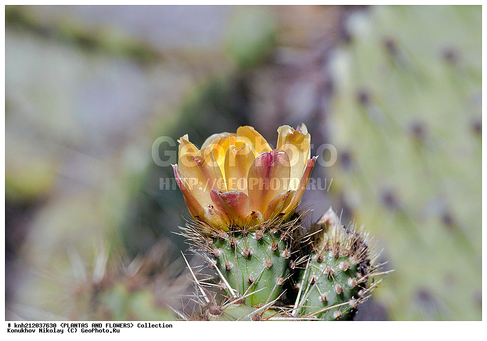 ������� ����������, Opuntia littoralis, ��������, �����, ������ ��������, ��������� ��������, ���������,  ����������� ��������, ���������� ��������,  ������, �����, ���-��������, ����������, DONE, ����������, �������, Cactaceae, ������������ ��������, XYZ