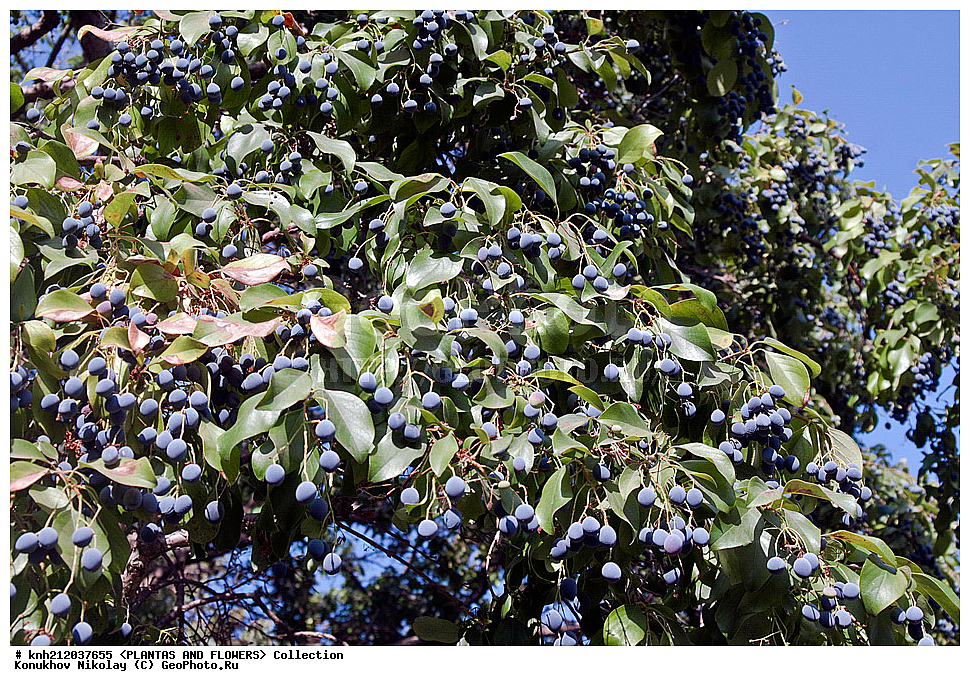�������� ����������� , ��������� �����������, Chionanthus retusus, ��������, �����, ������ ��������, ��������� ��������, ���������,  ����������� ��������, ���������� ��������,  �����, �����, ���-��������, ����������, ������������ ���, ������, DONE, ����������, ���������, Oleaceae, XYZ