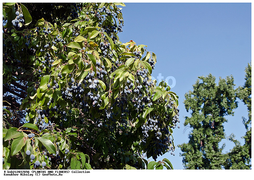 �������� ����������� , ��������� �����������, Chionanthus retusus, ��������, �����, ������ ��������, ��������� ��������, ���������,  ����������� ��������, ���������� ��������,  �����, �����, ���-��������, ����������, ������������ ���, ������, DONE, ����������, ���������, Oleaceae, XYZ