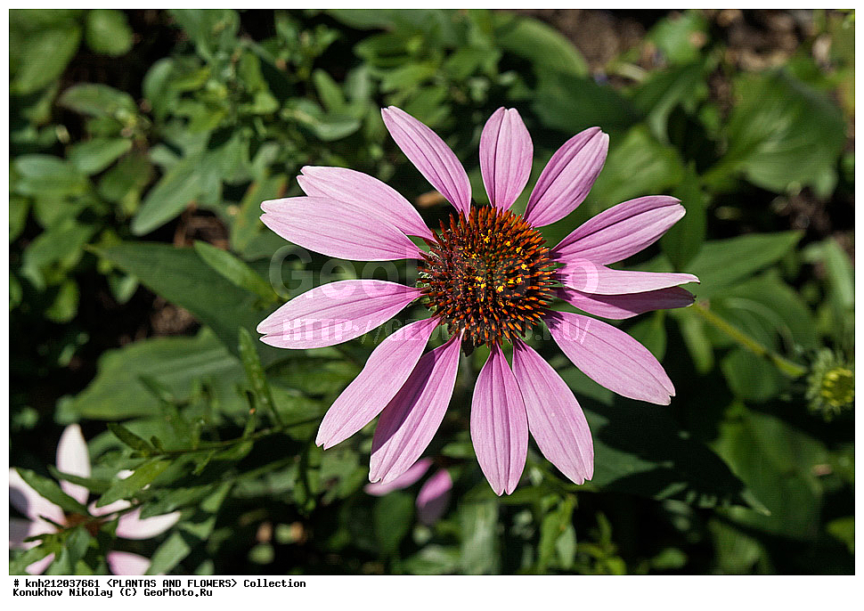 �������� ���������, Echinacea purpurea, ��������, �����, ������ ��������, ��������� ��������, ���������,  ����������� ��������, ���������� ��������,  ������, �����, ���-��������, ����������, ������������ ���, ������, DONE, ��������, Asteraceae, �������������, Compositae, XYZ