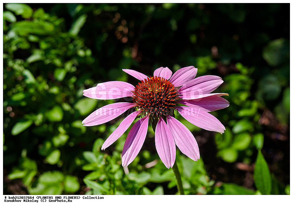 �������� ���������, Echinacea purpurea, ��������, �����, ������ ��������, ��������� ��������, ���������,  ����������� ��������, ���������� ��������,  ������, �����, ���-��������, ����������, ������������ ���, ������, DONE, ��������, Asteraceae, �������������, Compositae, XYZ