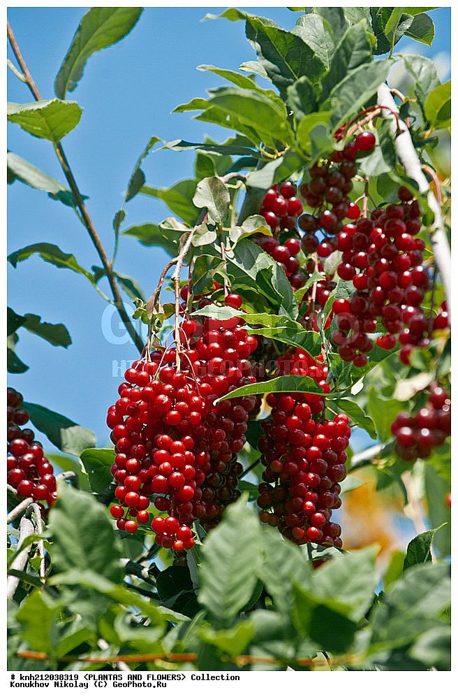 ������� ����������, Prunus virginiana, ��������, �����, ������ ��������, ���������� ��������, �����, �����,  ����������, ���������� �������, DONE, ������������, �������, �����������, Rosaceae, ���e���� ����������, ����������, ������, XYZ