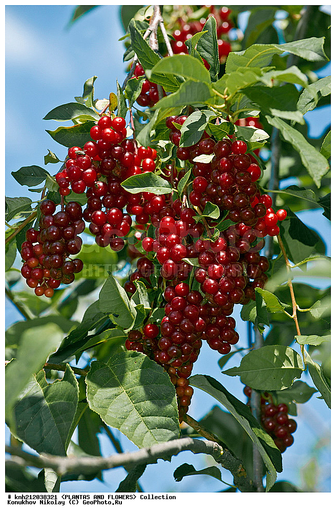 ������� ����������, Prunus virginiana, ��������, �����, ������ ��������, ���������� ��������, �����, �����,  ����������, ���������� �������, DONE, ������������, �������, �����������, Rosaceae, ���e���� ����������, ����������, ������, XYZ