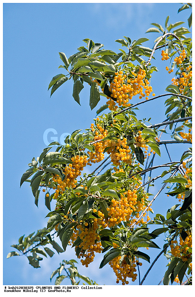 ������� ����������, Prunus virginiana, ��������, �����, ������ ��������, ���������� ��������, �����, �����,  ����������, ���������� �������, DONE, ������������, �������, �����������, Rosaceae, ���e���� ����������, ����������, ������, XYZ