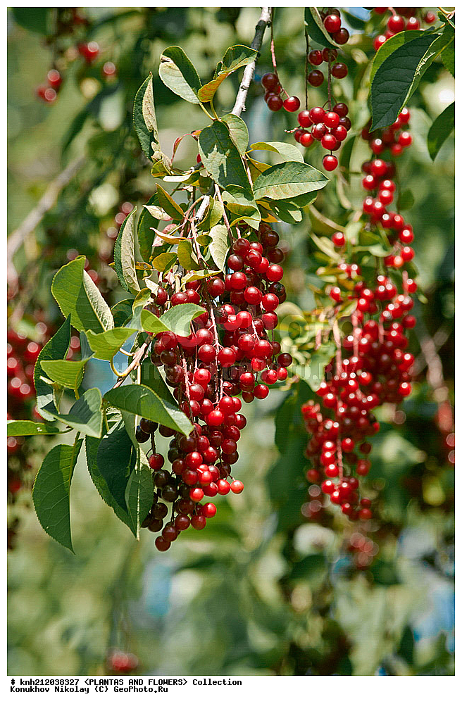 ������� ����������, Prunus virginiana, ��������, �����, ������ ��������, ���������� ��������, �����, �����,  ����������, ���������� �������, DONE, ������������, �������, �����������, Rosaceae, ���e���� ����������, ����������, ������, XYZ