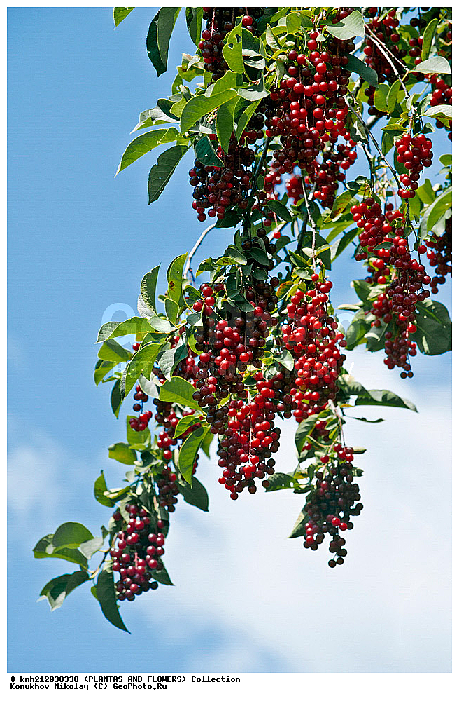 ������� ����������, Prunus virginiana, ��������, �����, ������ ��������, ���������� ��������, �����, �����,  ����������, ���������� �������, DONE, ������������, �������, �����������, Rosaceae, ���e���� ����������, ����������, ������, XYZ