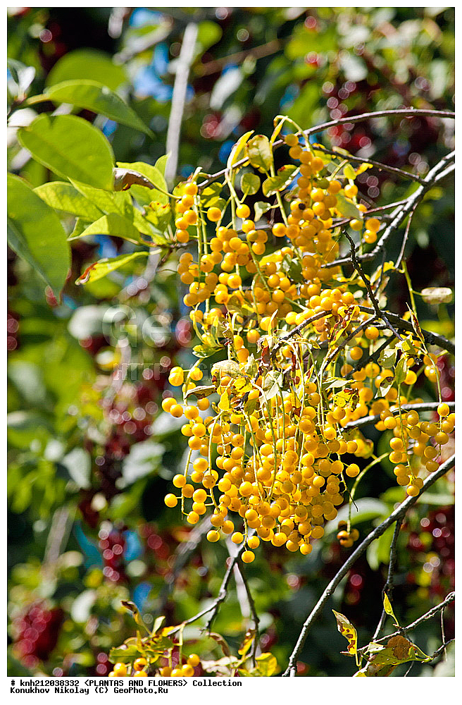 ������� ����������, Prunus virginiana, ��������, �����, ������ ��������, ���������� ��������, �����, �����,  ����������, ���������� �������, DONE, ������������, �������, �����������, Rosaceae, ���e���� ����������, ����������, ������, XYZ