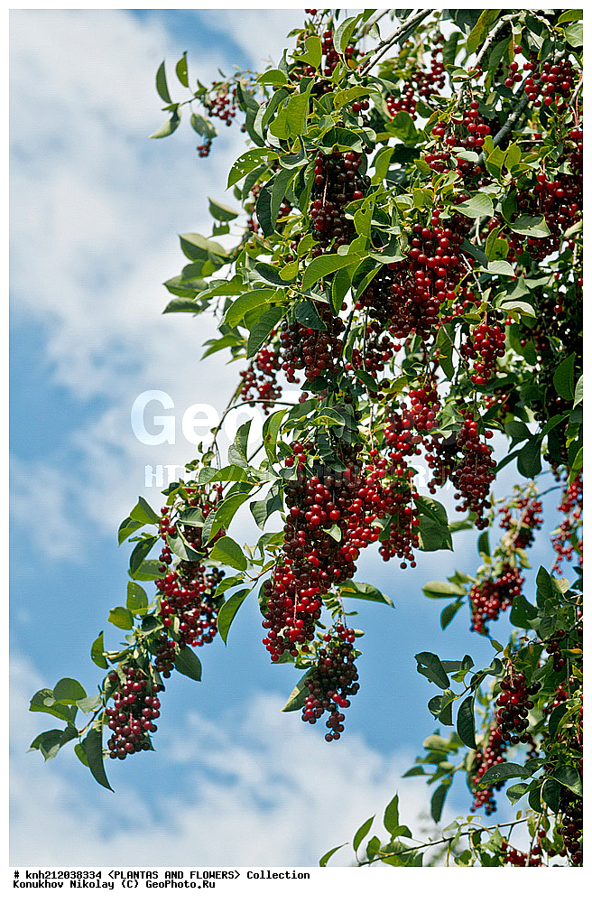 ������� ����������, Prunus virginiana, ��������, �����, ������ ��������, ���������� ��������, �����, �����,  ����������, ���������� �������, DONE, ������������, �������, �����������, Rosaceae, ���e���� ����������, ����������, ������, XYZ