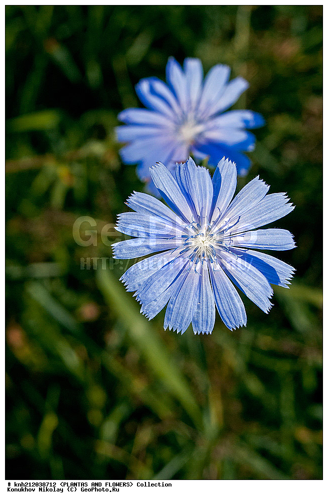 ������� ������������, Cichorium intybus, ��������, �����, ������ ��������, ���������� ��������, ������, �����, ������������ ��������, ����������, ���������� �������, ��������� �-�, DONE, ��������, Asteraceae, �������������, Compositae, ������ ����, ������� ������, ����������, ������, XYZ