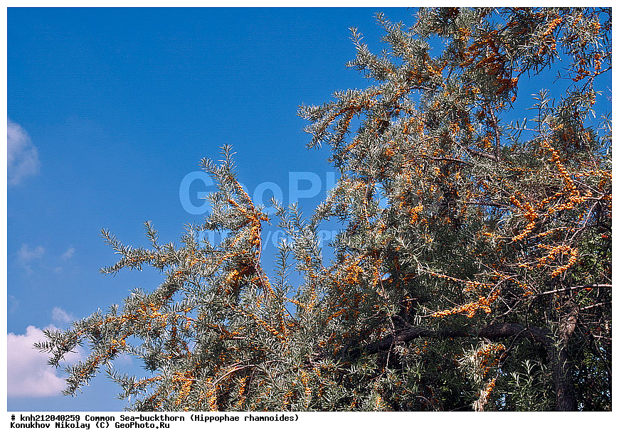 �������� �������������, Hippophae rhamnoides, �����������, ���, ����, �����������, ��������, �����, �������, �������������, �����, �������, ���������, �����, ���������, �����, ���������, ������ ��������, �����, ��������, ���������� ��������, ������� ��������, �����, �����, �����������, �������� ����������, �������, Elaeagnaceae, DONE, ���������� �������, ������, XYZ, �������� ���������, �������� ������������, ����, ������, �������� ������, �������, ��������, ������� ���, ���������, �������� ���������, �������� ������������, ����, ������, �������� ������, �������, ��������, ������� ���, ���������, ����������� ������, ����������� ����������� �����, ����������������� ���, ���������� ���, ����������� ���, ���������� ���, trees, shrub, bush, shrubs, bushes, perennial plant, perennial, wild plants, wilding, Ornamental plants, Ornamental plant, Ornamental