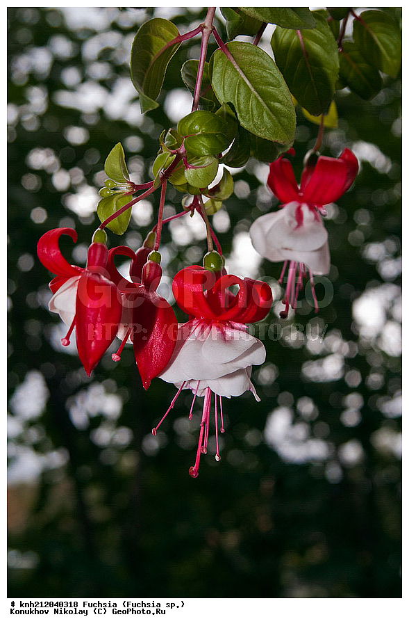 ������, Fuchsia sp. , �����������, ���������, ��������� ��������, ������ ��������, �����, ��������,  ���������� ��������, ������, �����, ����������� ��������, DONE, ���������, ���������, ������������, Onagraceae, ���������� �������, ������, XYZ, ����������� ������, ����������� ����������� �����