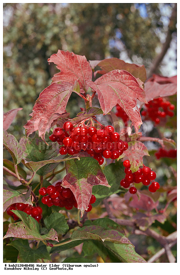 ������ ������������, Viburnum opulus, �����������, ���,  ����, �����������, ��������, ������ ��������, �����, ��������, ���������� ��������, ������� ��������, �����, �����, ������ �������, ���������, Adoxaceae, �����������, DONE, ���������� �������, ���������, Viburnaceae, ������, XYZ, ����������� ������, ����������� ����������� �����