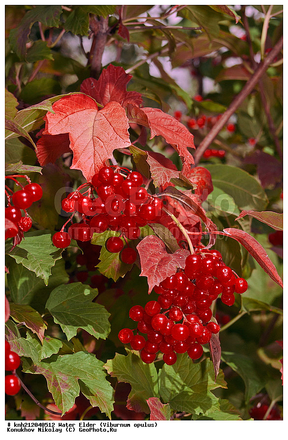 ������ ������������, Viburnum opulus, �����������, ���,  ����, �����������, ��������, ������ ��������, �����, ��������, ���������� ��������, ������� ��������, �����, �����, ������ �������, ���������, Adoxaceae, �����������, DONE, ���������� �������, ���������, Viburnaceae, ������, XYZ, ����������� ������, ����������� ����������� �����