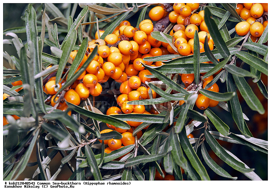 �������� �������������, Hippophae rhamnoides, �����������, ���, ����, �����������, ��������, �����, �������, �������������, �����, �������, ���������, �����, ���������, �����, ���������, ������ ��������, �����, ��������, ���������� ��������, ������� ��������, �����, �����, �����������, �������� ����������, �������, Elaeagnaceae, DONE, ���������� �������, ������, XYZ, �������� ���������, �������� ������������, ����, ������, �������� ������, �������, ��������, ������� ���, ���������, �������� ���������, �������� ������������, ����, ������, �������� ������, �������, ��������, ������� ���, ���������, ����������� ������, ����������� ����������� �����, ����������������� ���, ���������� ���, ����������� ���, ���������� ���, trees, shrub, bush, shrubs, bushes, perennial plant, perennial, wild plants, wilding, Ornamental plants, Ornamental plant, Ornamental